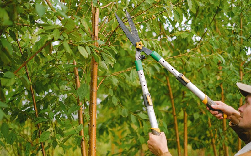 Tree trimming in Richfield, WI